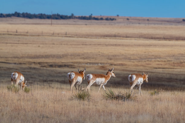 羚羊群(叉角羚)在新墨西哥的联合堡附近奔跑图片下载