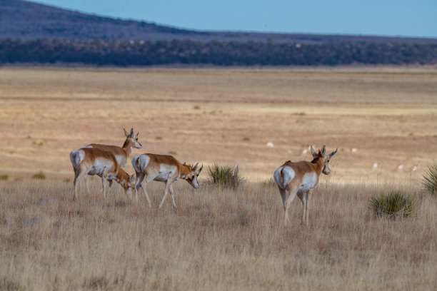 羚羊群(叉角羚)在新墨西哥的联合堡附近奔跑图片下载