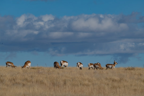 新墨西哥Union堡附近山脊上的羚羊(叉角羚)看着相机图片下载