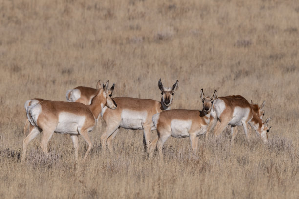新墨西哥Union堡附近的羚羊(叉角羚)看着相机图片下载