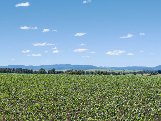 玉米植物图片下载