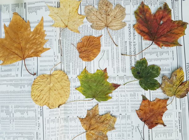 秋天的落叶图片下载