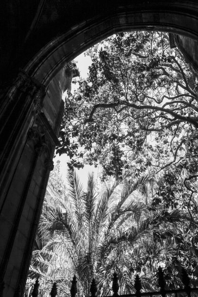 教堂庭院里的棕榈树图片下载