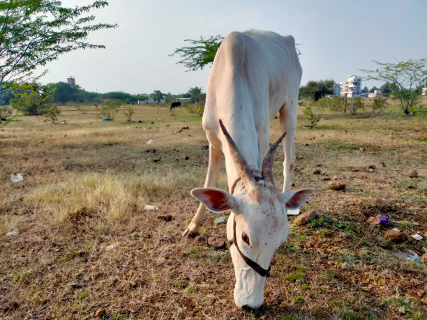 正在吃草的奶牛。大田印度牛图片下载