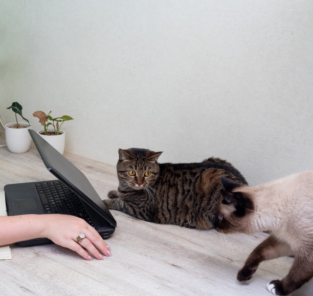 虎斑猫躺在桌子旁边的笔记本电脑，看着暹罗猫。突出女性的手。有选择性的重点。图片为关于动物的文章。图片下载