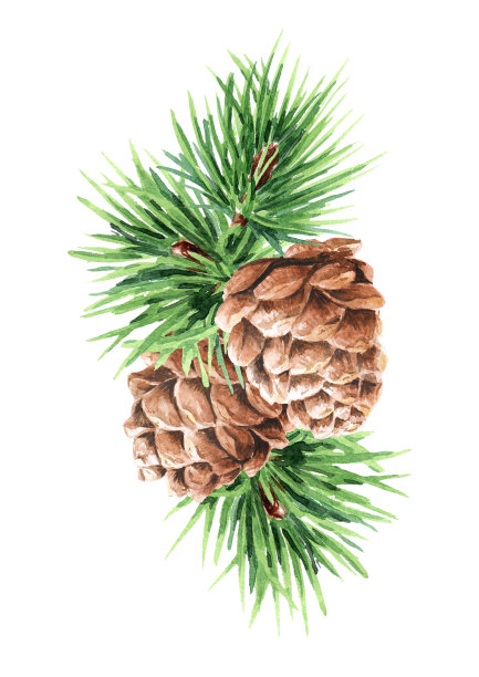 绿色针叶雪松枝与锥，手绘水彩插图孤立的白色背景图片下载