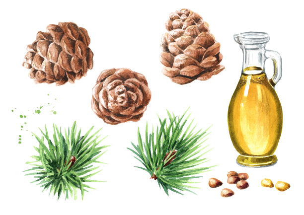 雪松油和球果凝固。手绘水彩插图孤立的白色背景图片下载