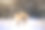 冬天森林里的母狍。自然栖息地动物图片下载