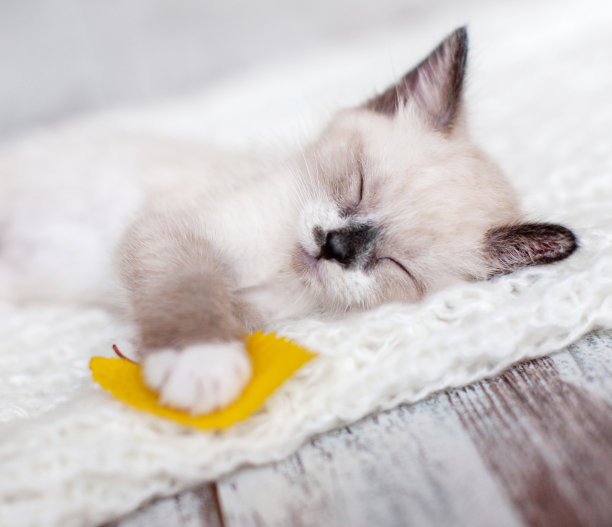 小猫睡在针织格子布上图片下载