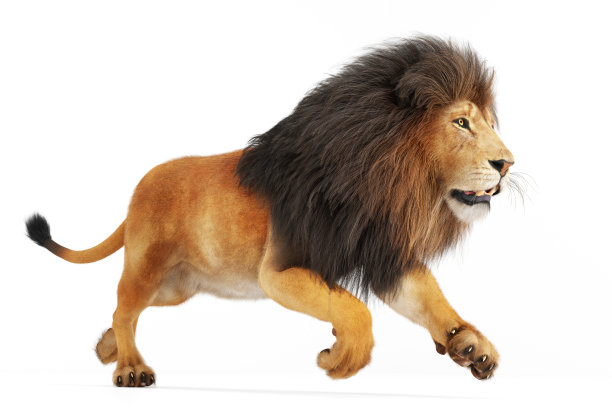 狮子孤立地跑在白色图片下载