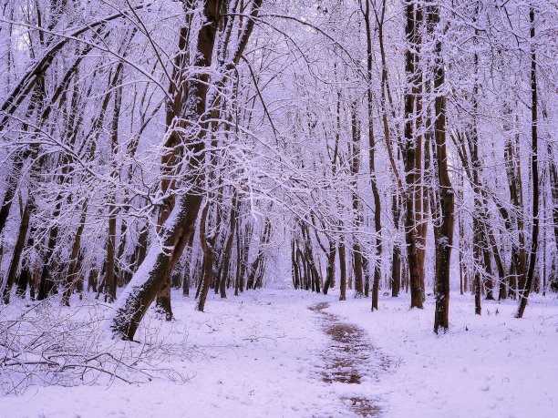 树枝上覆盖着白霜。图片下载