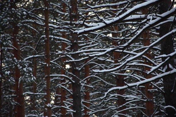 抽象的自然背景-树枝上覆盖着雪图片下载