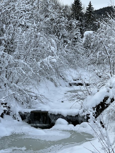 冬天的风景与雪覆盖树枝。图片下载