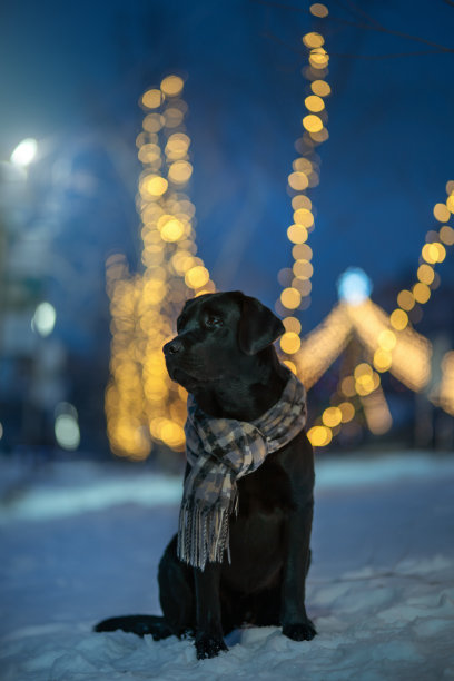黑色拉布拉多寻回犬图片下载