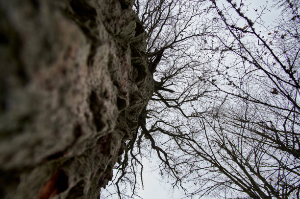 一棵老橡树，树干上长满了青苔。底视图图片下载