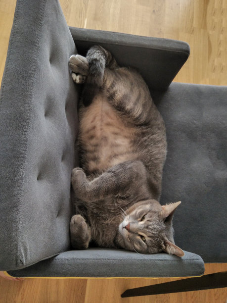 又大又胖的可爱的灰色猫在椅子上以一种奇怪的姿势睡觉图片下载