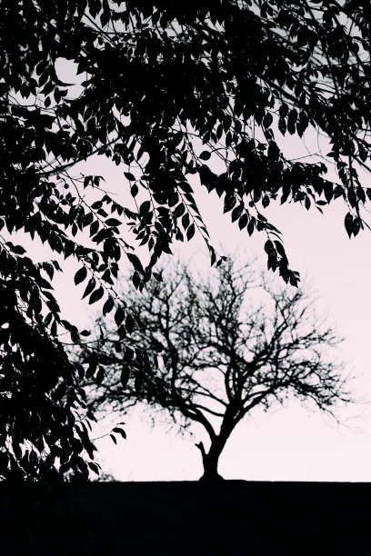 冬天裸露的橡树剪影图片下载