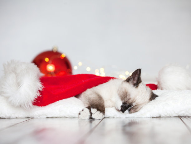 小猫戴着圣诞帽睡觉图片下载