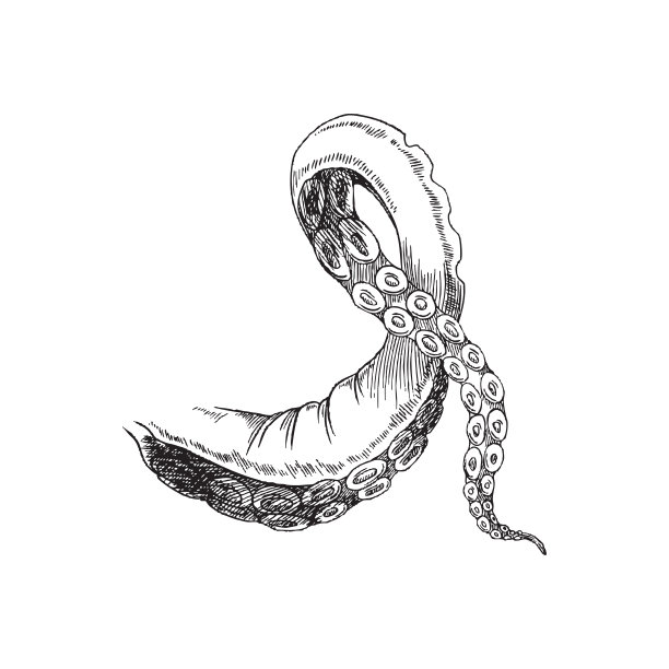 章鱼的一条触须。矢量手绘插图的部分章鱼孤立在白色的背景。海鲜菜单设计草图。图片下载