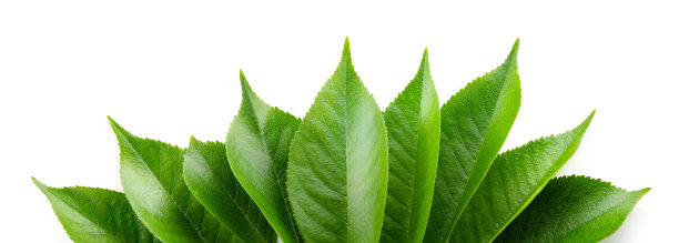 樱桃叶孤立。樱桃叶在白色的顶部视图。绿色的果叶平放着。全景深。图片下载