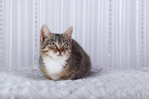 宠物。猫护理。小猫过来。的童年。水平的照片。空间的文本。小灰猫，长着大眼睛。虎斑。小猫躺在白色的背景上。有一双大眼睛的可爱小猫。图片下载