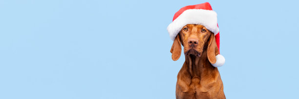 圣诞狗狗横幅：维兹拉犬戴红色圣诞帽浅蓝色背景影棚照，正面头像，圣诞快乐图片下载