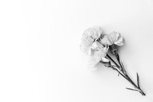 三朵粉色康乃馨被隔离在白色的背景上图片下载