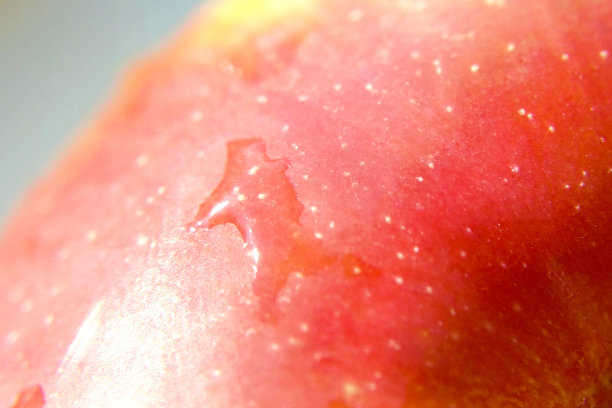 掉落红色苹果特写图片下载