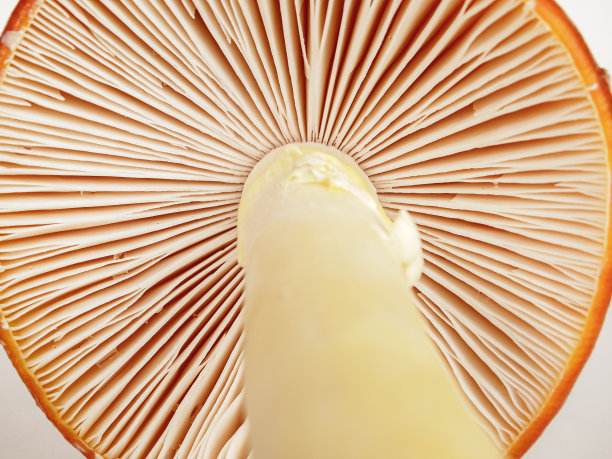 片层状森林蘑菇的帽，海绵状和片层状蘑菇，有毒和可食图片下载