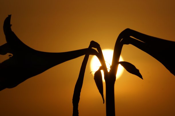 日出镜头与孤挺花剪影图片下载