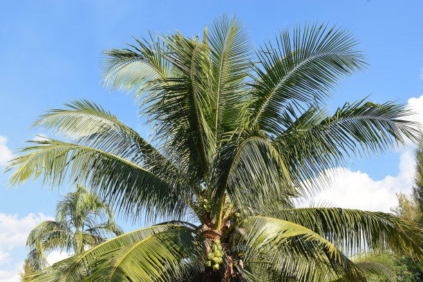 椰子树，Mueang Phrae区，泰国图片下载
