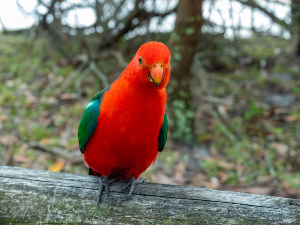 木栅上的鹦鹉王图片下载