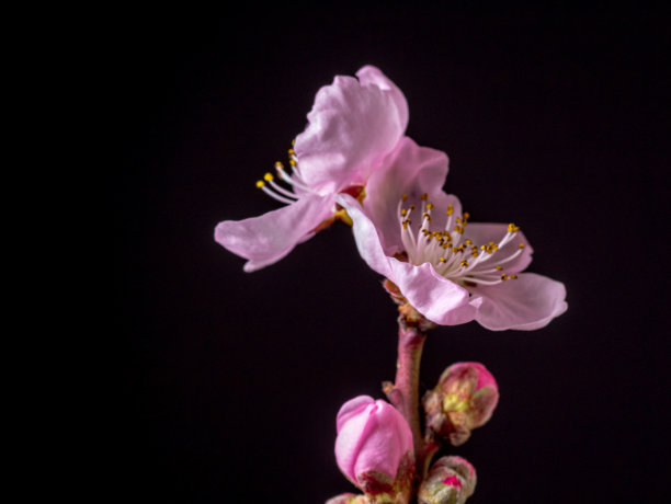 水平格式的桃花盛开照片，春季桃树开花照片图片下载