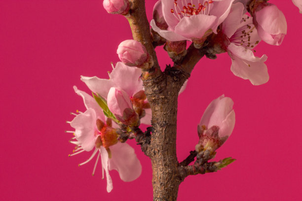 红色背景下的水平格式桃花盛开照片，春季盛开的桃树照片图片下载