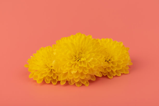 黄色的菊花在粉红色上。复活节快乐或春天背景。图片下载