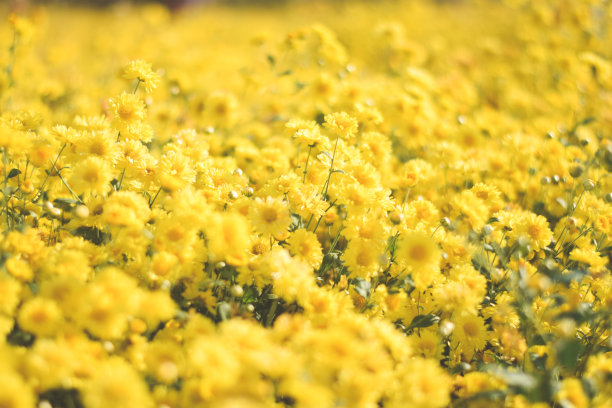 黄花田背景。菊花图片下载