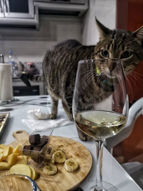 一杯酒和一只漂亮的猫图片下载