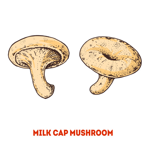 奶帽蘑菇手绘。乳菇矢量插图。有机健康食品。伟大的包装设计。图片下载