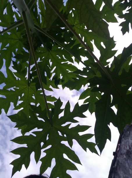 蓝天木瓜图片下载