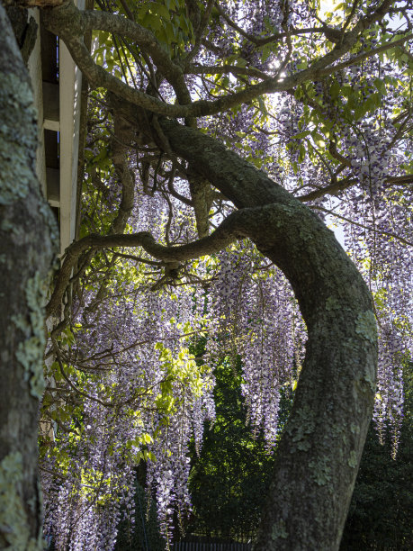 紫藤图片下载