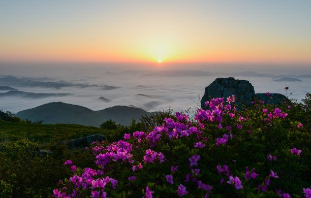 在无登山国立公园西石台周围，杜鹃花盛开图片下载