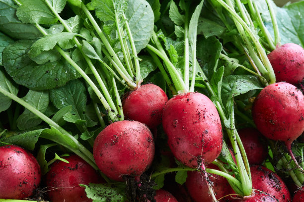 收获萝卜。新鲜有机萝卜图片下载