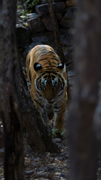 老虎呆。图片下载