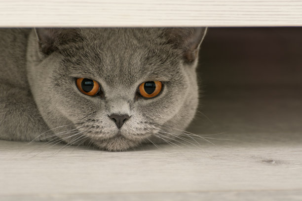 这是一只英国纯种短毛猫的特写照片，它的明亮的橙色眼睛从咖啡桌底下探出头来。图片下载