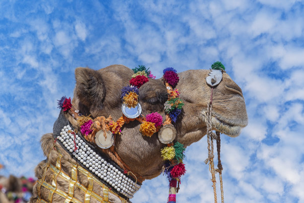 印度拉贾斯坦邦圣城普什格尔附近一年一度的普什格尔骆驼节上，沙漠中的骆驼头被装饰图片下载