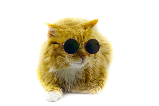 一个美丽可爱的毛绒绒姜猫的肖像戴太阳镜在白色的背景图片下载