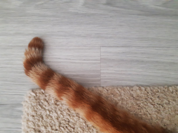 地毯上的猫尾巴背景图片下载