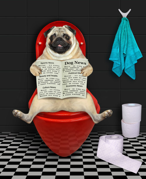红色马桶上有报纸的哈巴狗图片下载
