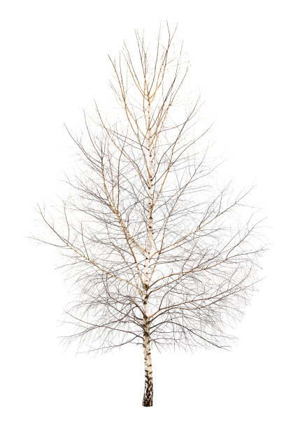 单一的桦树图片下载