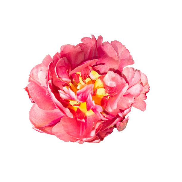 孤立在白色上的红色毛蕊郁金香的花蕾。特写原来的粉红色郁金香花剪下来，放在一个白色的背景上图片下载